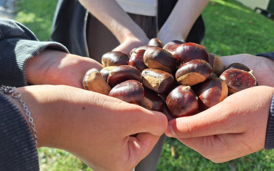 Sunčana Kestenijada u Oprtlju